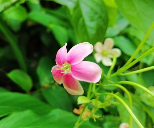 華為麥芒7值得購(gòu)買嗎，有哪些亮點(diǎn)？來(lái)看看這深度評(píng)測(cè)