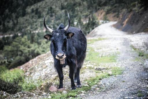 波濤？山路？風(fēng)雨兼程，麥芒無懼挑戰(zhàn)