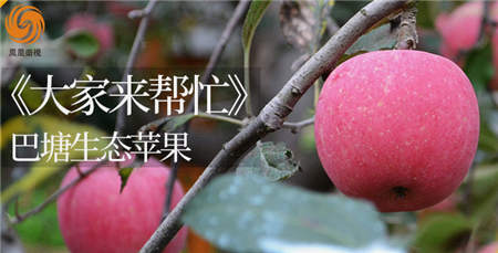 3500米的巴塘蘋果您嘗過么？京東眾籌聯(lián)手鳳凰衛(wèi)視帶來一份厚禮