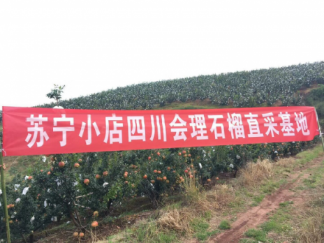 從枝頭鮮到舌頭，蘇寧小店雙十一走遍新疆福建貴州…