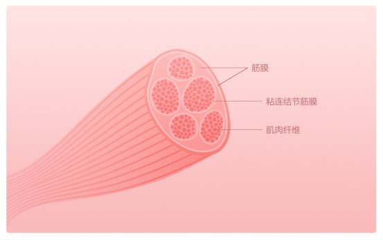 摩摩噠筋膜放松按摩器，深度按摩健身恢復(fù)首選