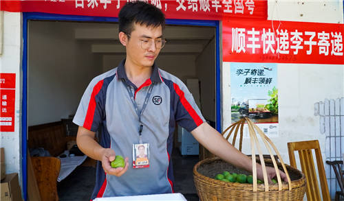 順豐“六脈神劍”聯(lián)手重慶巫山政府，打造巫山脆李品牌IP