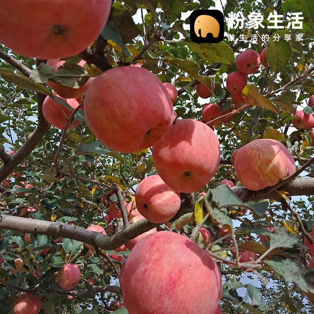 粉象生活助力最美鄉(xiāng)村教師，助農扶貧為禮縣開拓新銷路