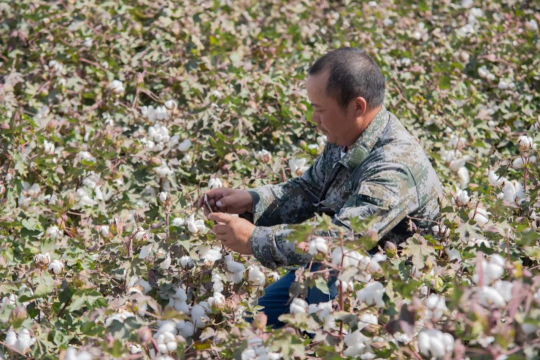 智能農(nóng)機(jī)助力新疆棉花生產(chǎn)，今年同比增長4.1%