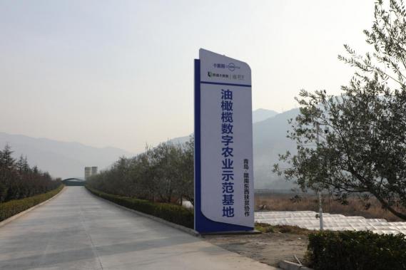 卡奧斯“油橄欖數(shù)字農(nóng)業(yè)示范基地”正式掛牌，東西協(xié)作助力產(chǎn)業(yè)扶貧