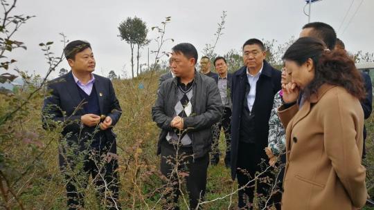 刺梨果變致富果 廣藥集團李楚源：產(chǎn)業(yè)振興是鄉(xiāng)村振興的關鍵