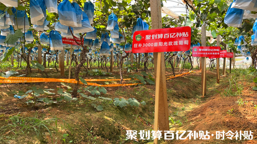 陽光玫瑰，貴族水果的平價記
