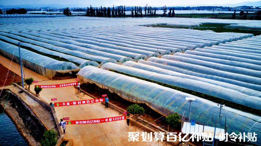陽光玫瑰，貴族水果的平價記
