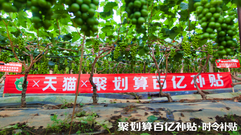 陽光玫瑰，貴族水果的平價記