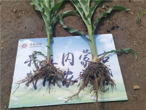 減肥4500噸，中和農(nóng)信助力推進農(nóng)業(yè)低碳循環(huán)發(fā)展