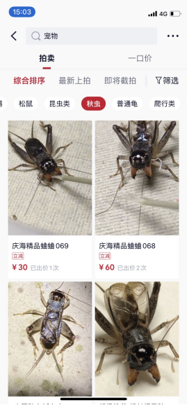 年銷200萬，他在微拍堂“蛐蛐”的致富密碼!