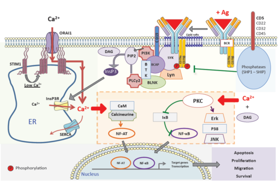 ACROBiosystems百普賽斯解讀CD79B，助力滿足臨床待滿足需求