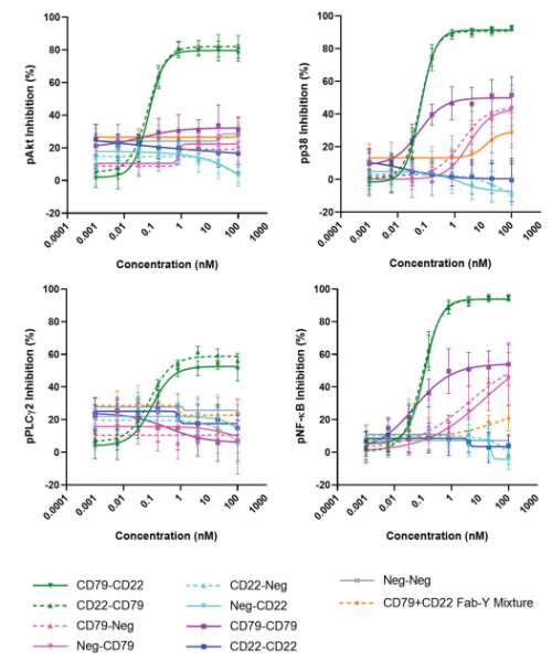 ACROBiosystems百普賽斯解讀CD79B，助力滿足臨床待滿足需求