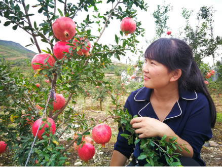 大涼山農(nóng)業(yè)變革的合力：會理石榴如何彎道超車？643.jpg