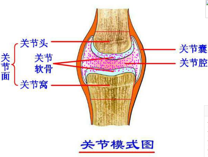 專業(yè)關(guān)節(jié)護(hù)理品牌，Move free益節(jié)守護(hù)中老年關(guān)節(jié)健康