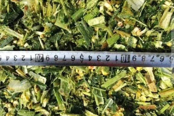 收青貯、備口糧，認養(yǎng)一頭牛奶牛吃得有講究