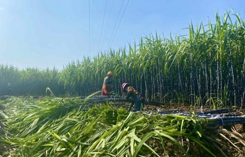 江山甘蔗增收又豐收 叮咚買(mǎi)菜綠水青山助力共同富裕