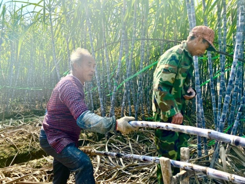 江山甘蔗增收又豐收 叮咚買(mǎi)菜綠水青山助力共同富裕