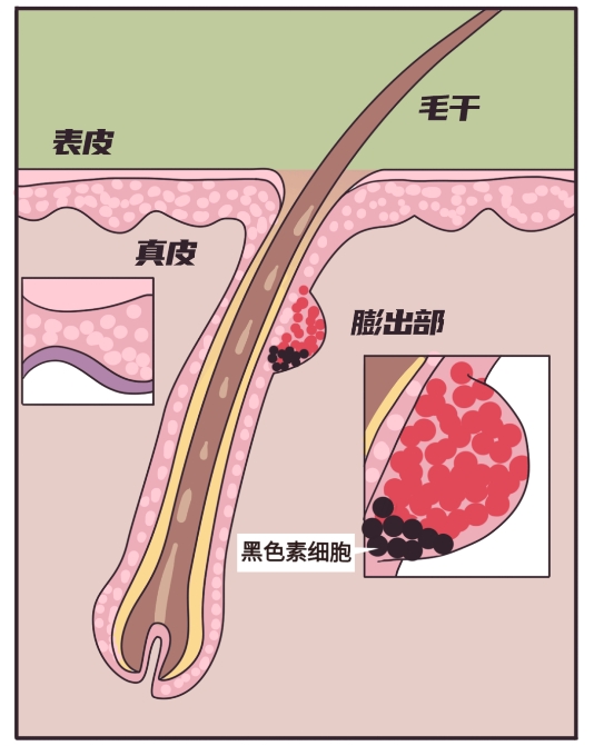 女生也會長胡子長臉毛？Ulike脫毛儀攜手丁香醫(yī)生為你解秘