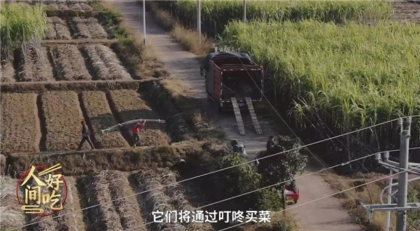 叮咚買菜“青山綠水”計(jì)劃助力鄉(xiāng)村振興，蔗農(nóng)林小根忙碌且幸福