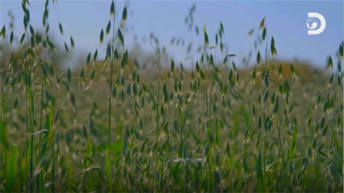 Discovery頻道走進中國乳企，探秘中國奶粉未來力量