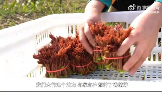 批量上市、口感最佳，叮咚買菜助用戶實現(xiàn)“香椿自由”