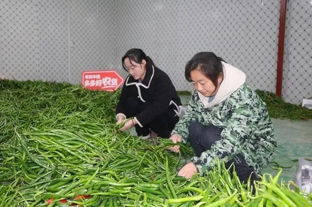 現摘現發(fā)是最適宜當地環(huán)境，也是保持辣椒口感最好的辦法.jpg