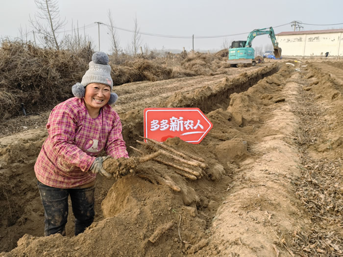 12月初，正值麻山藥采收季，新鮮的麻山藥將通過新電商平臺走進千家萬戶.jpg
