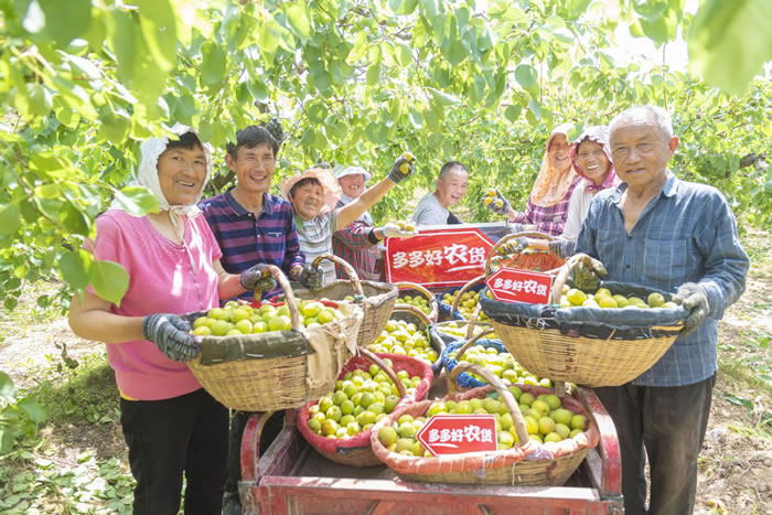 電商解決了果農(nóng)的銷售難題，同時(shí)也實(shí)現(xiàn)了增收.jpg