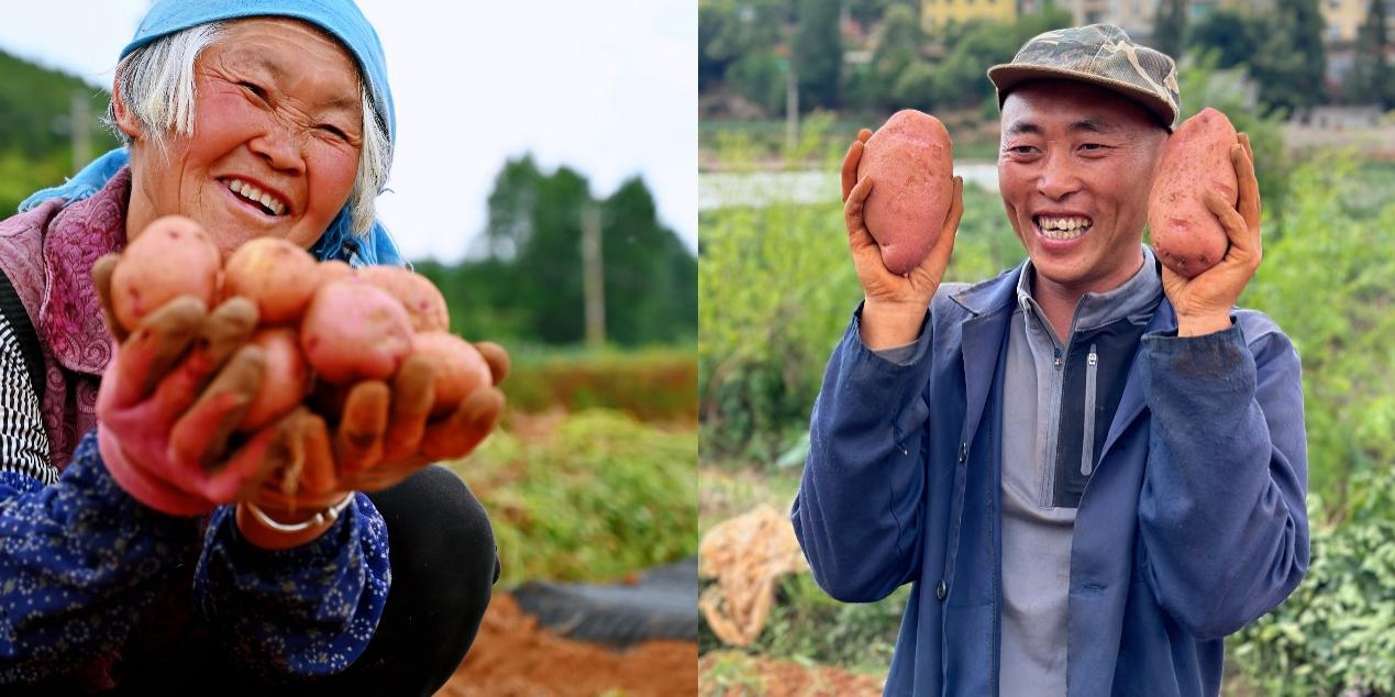 5月底，尋甸回族彝族自治縣倘甸鎮(zhèn)的薯農(nóng)們正忙著收獲洋芋.jpg