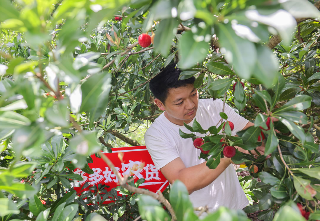 90后新農(nóng)人郭帥從17歲開始接管家中的果園，到現(xiàn)在已經(jīng)有16年種植經(jīng)驗(yàn)。（攝影 那木黑）.jpg