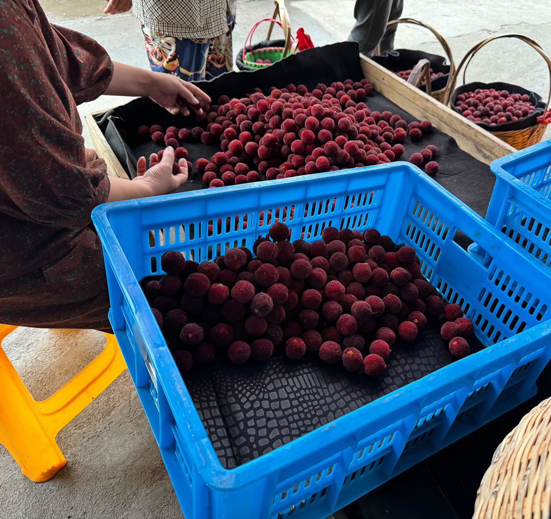 早晨6點(diǎn)開始，王旭偉家門口就有很多農(nóng)戶帶楊梅來交易。劉浩  攝.jpg
