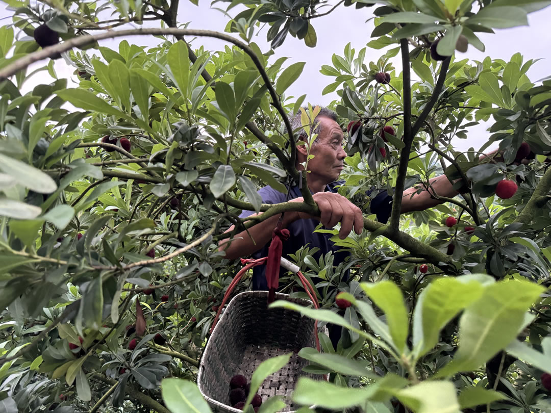 早晨五點(diǎn)，正在山上采摘楊梅的工人。劉浩 攝.jpg