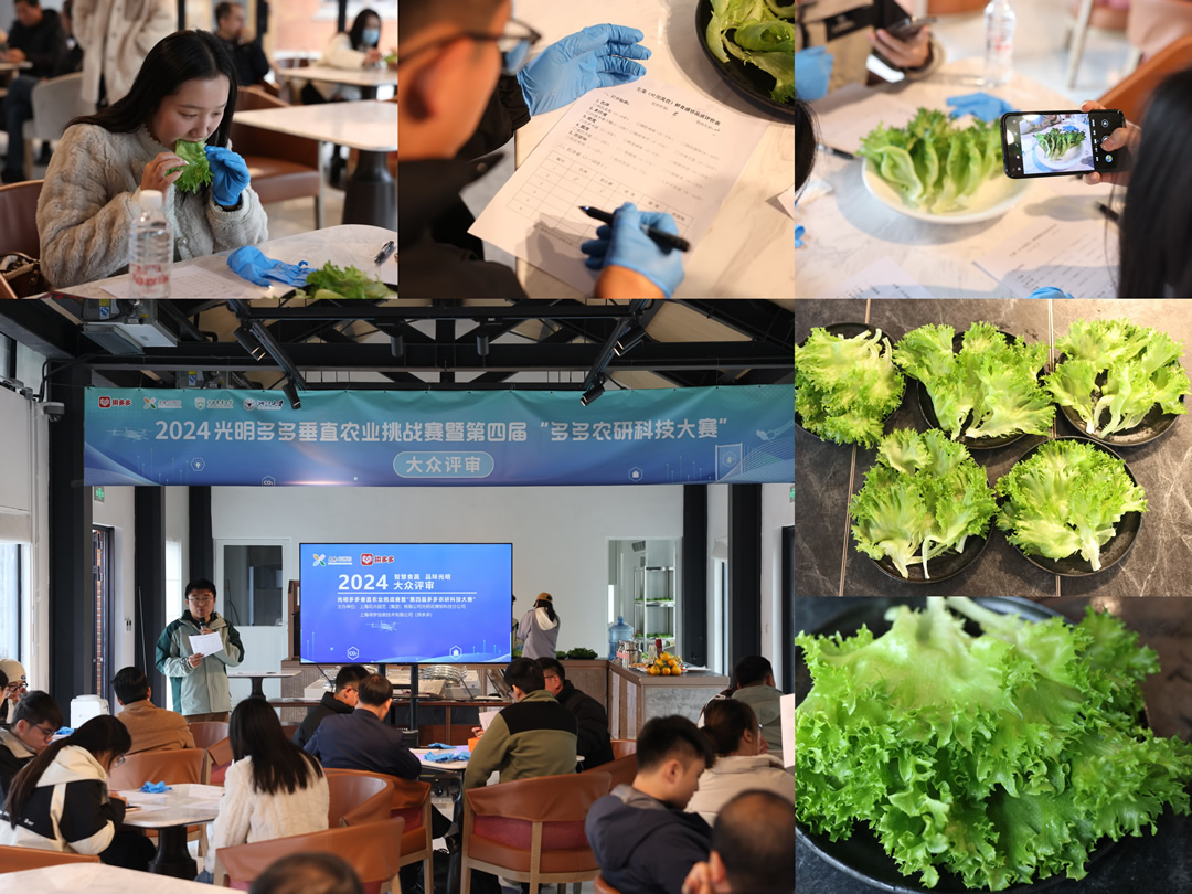 ▲12月6日，15位大眾評審對6支團(tuán)隊(duì)種植的生菜進(jìn)行食味品鑒。倪永孝▕攝.jpg