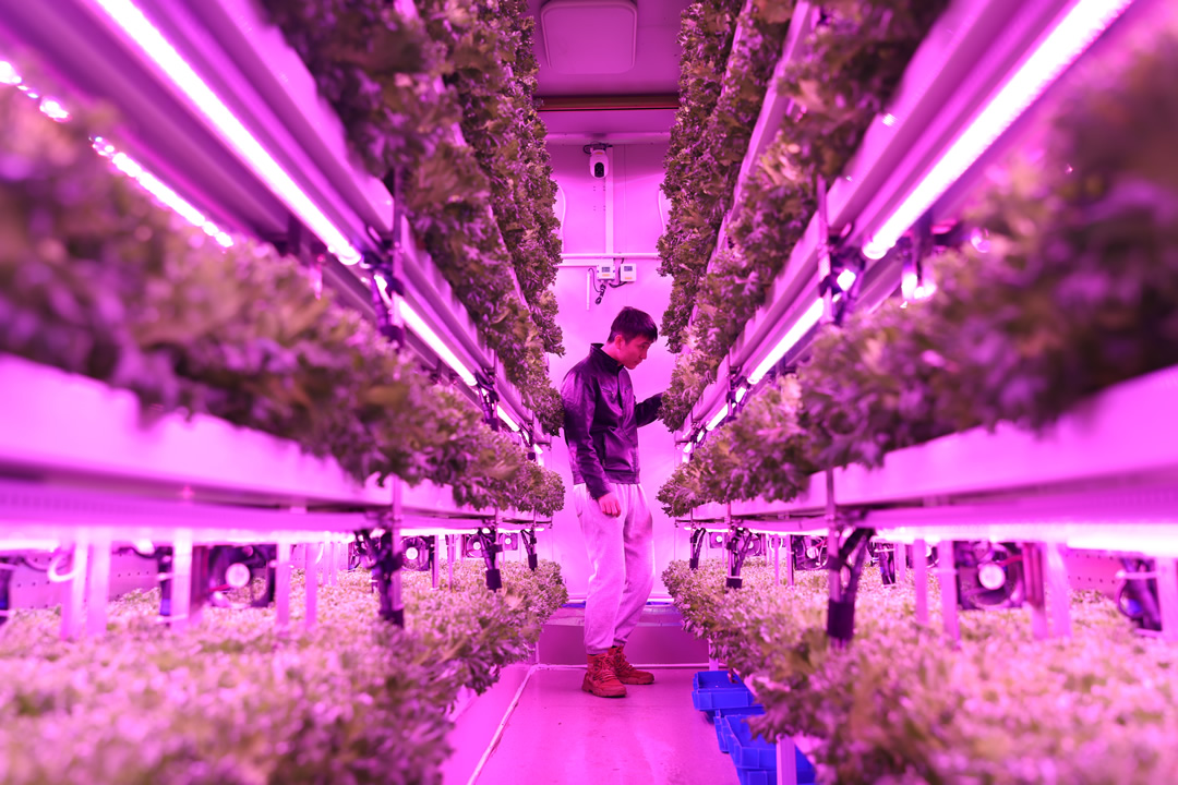 ▲上海農(nóng)科院隊(duì)決賽期間給集裝箱植物工廠內(nèi)種植的“優(yōu)雅”生菜補(bǔ)光。倪永孝▕攝.jpg