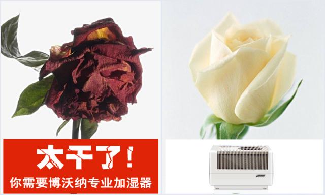 房間太干了，還能用什么加濕器？
