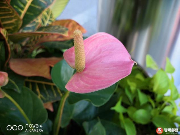 華為nova4后置三攝評(píng)測(cè)：首發(fā)索尼IMX586，117°超廣角解鎖大視野