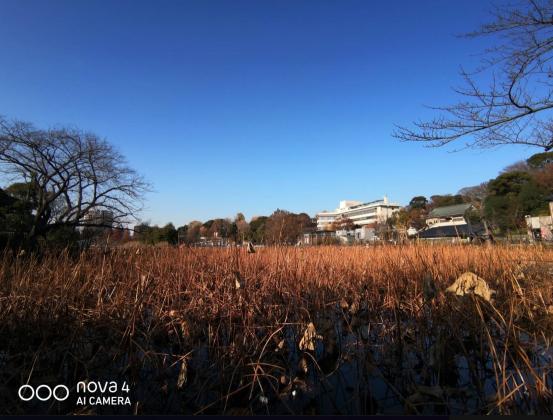 手機拍照不給力？華為nova 4用廣角鏡頭給你驚喜