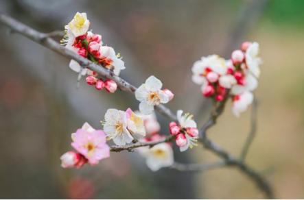 煙花三月，老司機(jī)教你最正確的踏春打開方式！