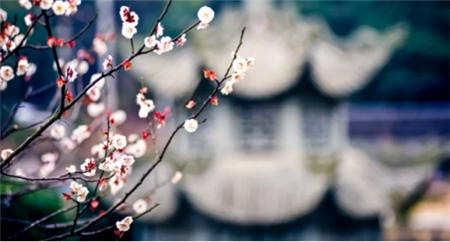 江南踏青攻略：拍下春風(fēng)，吃遍十里！