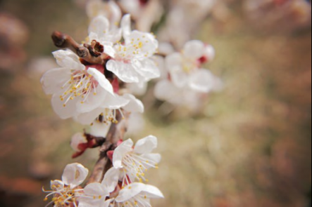 “春暖百花香”，教你如何分辨春天開(kāi)的這些花！