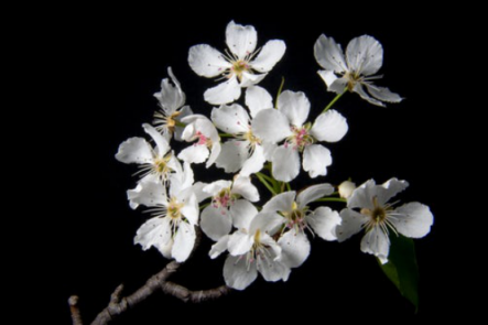 “春暖百花香”，教你如何分辨春天開(kāi)的這些花！