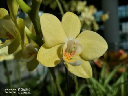 “春暖百花香”，教你如何分辨春天開(kāi)的這些花！
