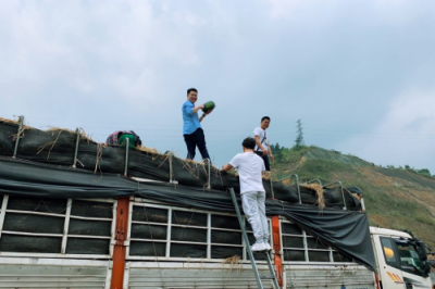松鼠拼拼搶灘東南亞鮮果叢林，創(chuàng)始人楊俊奔赴源頭直采
