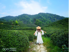 不舍杭州4月天，同我一起躲進春天的茶園