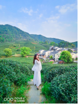 不舍杭州4月天，同我一起躲進春天的茶園