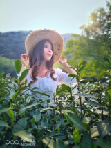 不舍杭州4月天，同我一起躲進春天的茶園