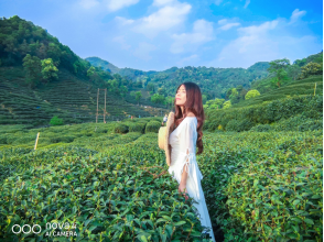 不舍杭州4月天，同我一起躲進春天的茶園