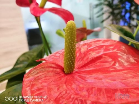 一鍵拍出春游大片，你需要做對(duì)這幾件事