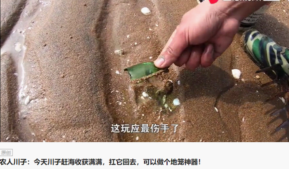 新農(nóng)人川子專拍趕海抓螃蟹，今日頭條粉絲206萬！獲“海鮮搓澡一哥”